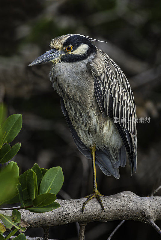 黄冠夜鹭，紫锥菊;Nycticorax violacea;丁达林国家野生动物保护区，萨尼贝尔岛，佛罗里达州